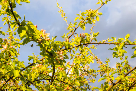 spring theme photo, blossom treeの写真素材