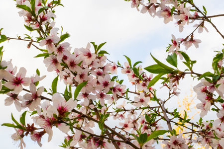 spring theme photo, blossom treeの写真素材