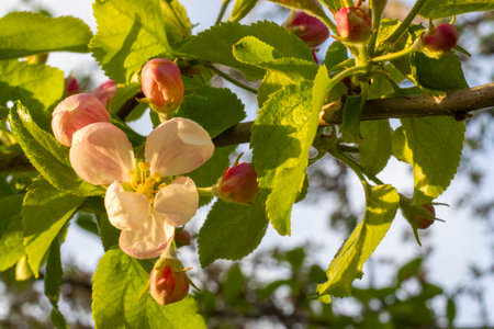 Georgian Jonjoli Plant in Bloom, Bladdernutの写真素材
