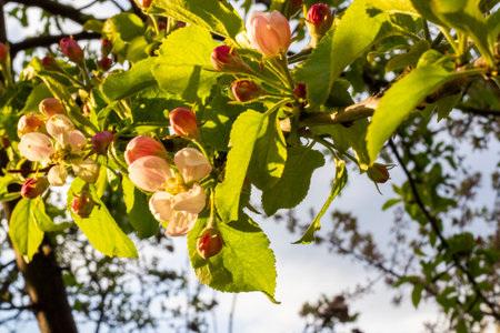 Georgian Jonjoli Plant in Bloom, Bladdernutの写真素材