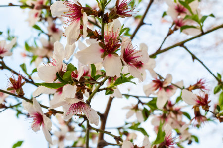 spring theme photo, blossom tree and snowの写真素材