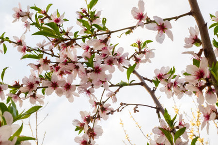 spring theme photo, blossom treeの写真素材