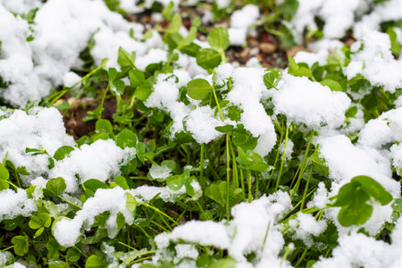 Snow and grass in Aprilの写真素材