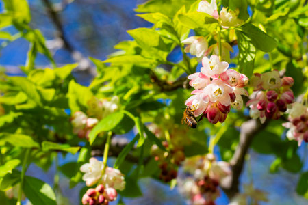 Georgian Jonjoli Plant in Bloom, Bladdernutの写真素材