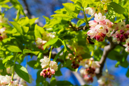 Georgian Jonjoli Plant in Bloom, Bladdernutの写真素材