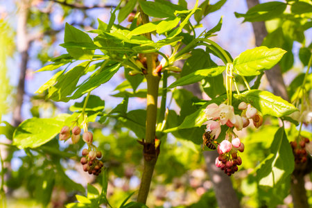 Georgian Jonjoli Plant in Bloom, Bladdernutの写真素材