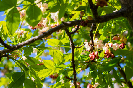 Georgian Jonjoli Plant in Bloom, Bladdernutの写真素材