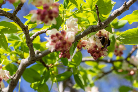 Georgian Jonjoli Plant in Bloom, Bladdernutの写真素材