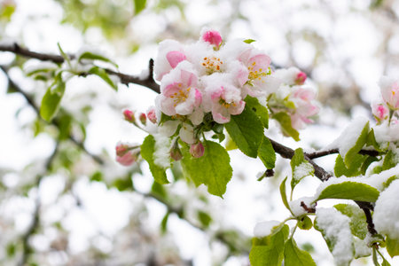 spring theme photo, blossom tree and snowの写真素材