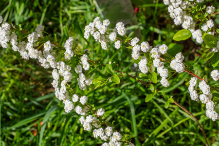 Blooming White Spiraea in Spring, sunlightの写真素材