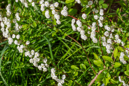 Blooming White Spiraea in Spring, sunlightの写真素材