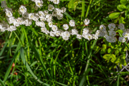 Blooming White Spiraea in Spring, sunlightの写真素材