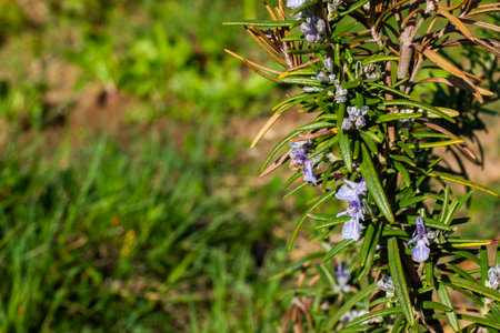 Blooming rosemary in the gardenの写真素材