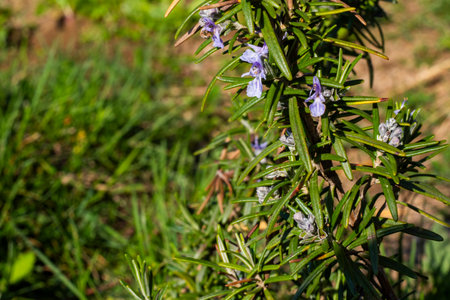 Blooming rosemary in the gardenの写真素材