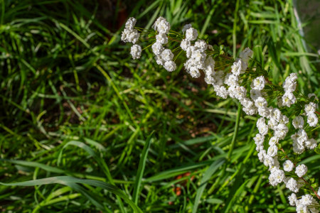 Blooming White Spiraea in Spring, sunlightの写真素材