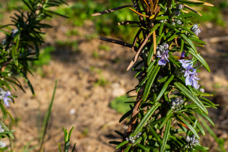 Blooming rosemary in the gardenの写真素材