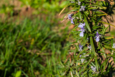 Blooming rosemary in the gardenの写真素材
