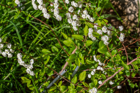 Blooming White Spiraea in Spring, sunlightの写真素材
