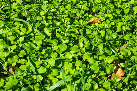 Clover field view, grass and greeneryの写真素材