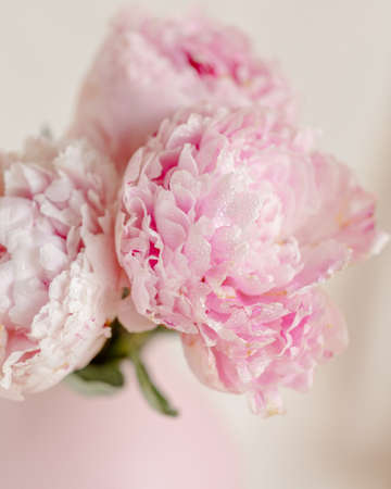 Pink peonies on a white fabric still life in light colorsの写真素材