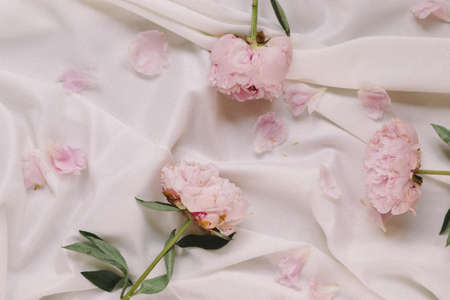 Pink peonies on a white fabric still life in light colorsの写真素材