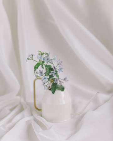 Brunner blue small flower on white backgroundの写真素材