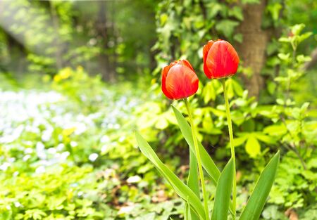 Red tulip flower bloom in spring.の写真素材