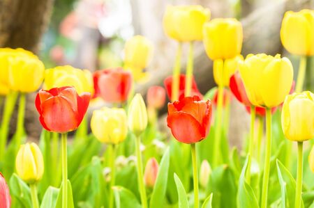 Yellow and red tulips in the park.の写真素材