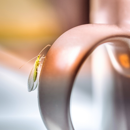 Chrysopidae-insect Green Lacewing on mug at morning in the sunの写真素材