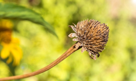 Dried flower in garden on sun light.の写真素材