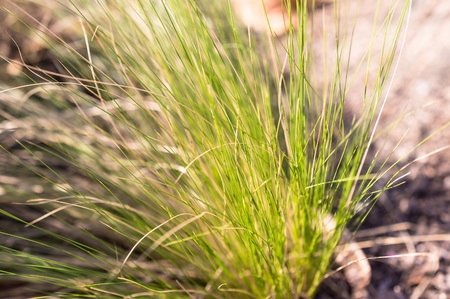 Blur grass in park with sunshine, blurの写真素材