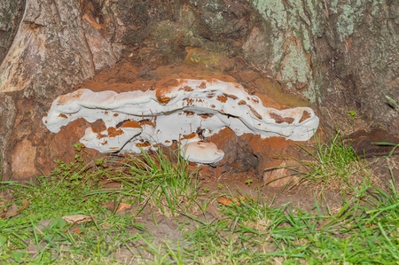 Old fungus on a sycamore tree.