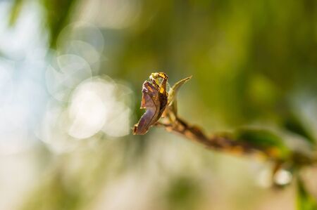Withered leaves on the branches of a willow tree in autumn with bokeh.