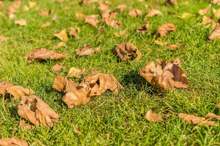 Background with autumn colorful leaves.の写真素材