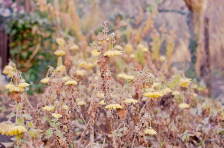 Dried yellow plants and flowers in winterの写真素材