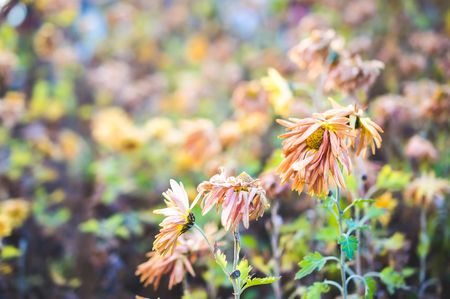 Dried yellow plants and flowers in winterの写真素材