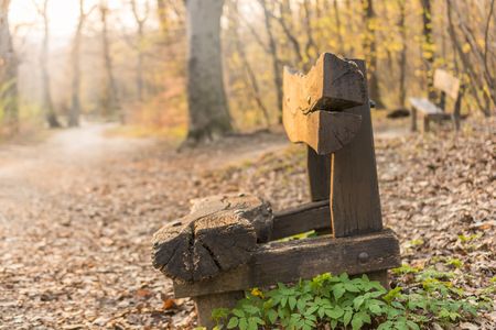 Wooden bench in the park in spring sunsetの写真素材