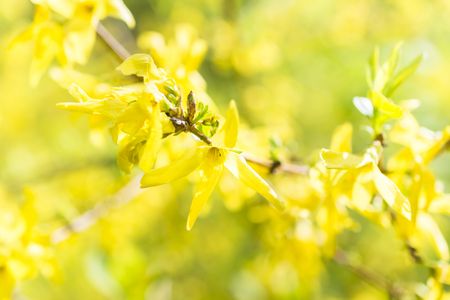 Laburnum yellow spring flowers bloom with bokehの写真素材