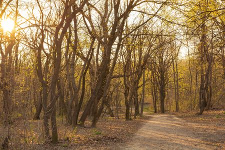 Sunset in the forest in spring