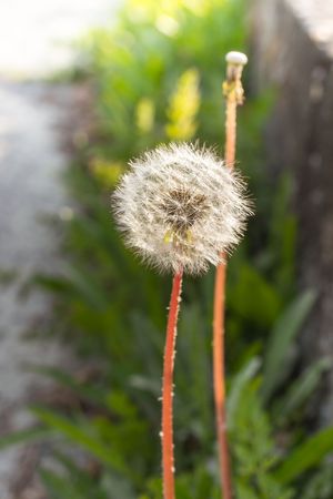 Dandelion in the sunset at spingの写真素材