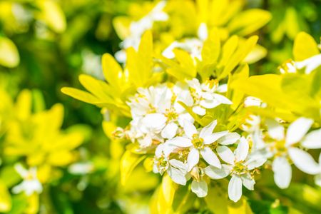 White flowers and sun on the green - yellow soft backgroundの写真素材