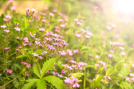 Beautiful pink flowers in the garden with bokeh backgroundの写真素材