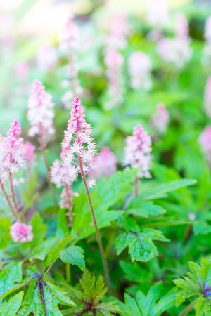 Beautiful pink wild flowers in field with sunlightの写真素材