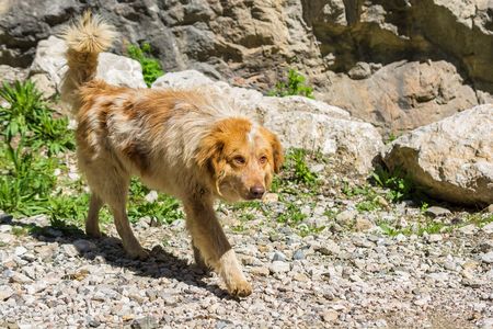 Cute brown-haired dog walks in the parkの写真素材