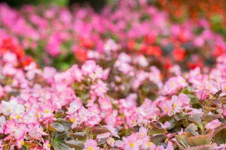 Flowers of colored begonia. Natural pink background.の写真素材