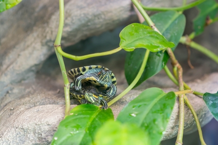 Red-eared slider turtle couple copulate.