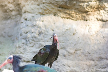 The Southern Bald Ibis - Geronticus calvus.の写真素材
