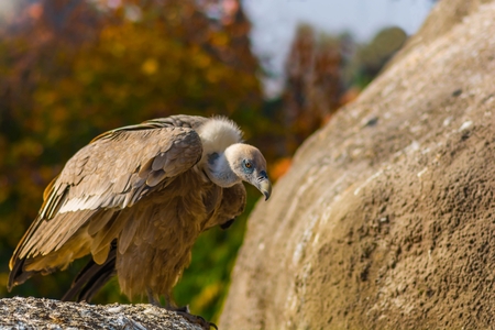 Portrait of scavengers vulture in the sunset- Gyps fulvus.
