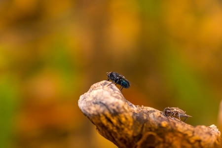 Closeup macro green fly insect on tree branch in nature.の写真素材