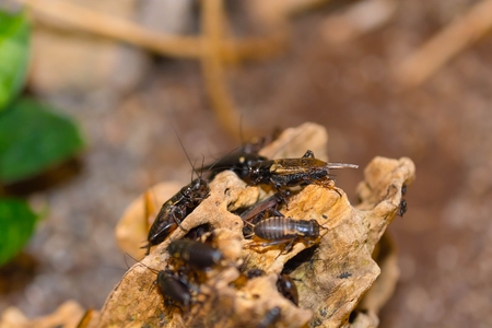 Gryllus campestris - field cricket on rock.の写真素材
